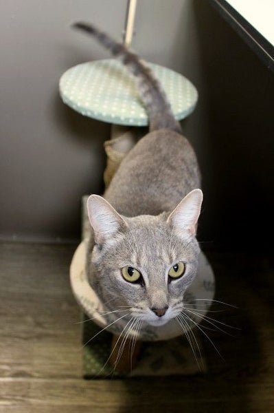 Cats Protection Canterbury - Misty Silver Carousel 2