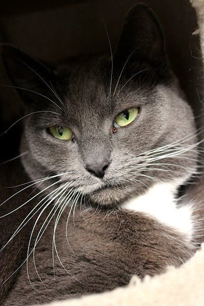 Cats Protection Canterbury - Misty Grey Carousel 1