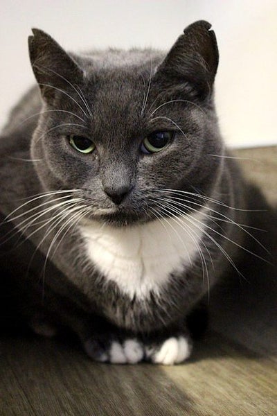 Cats Protection Canterbury - Misty Grey Carousel 2