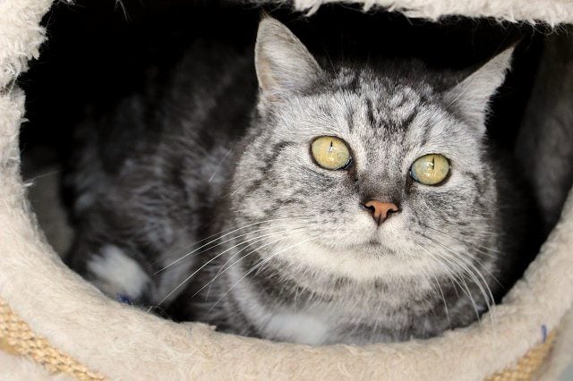 Cats Protection Canterbury - Pepper Carousel 1