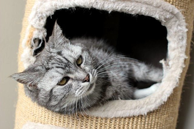 Cats Protection Canterbury - Pepper Carousel 2