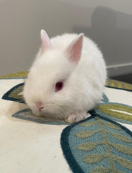 Netherlands dwarf bunnies Carousel 1