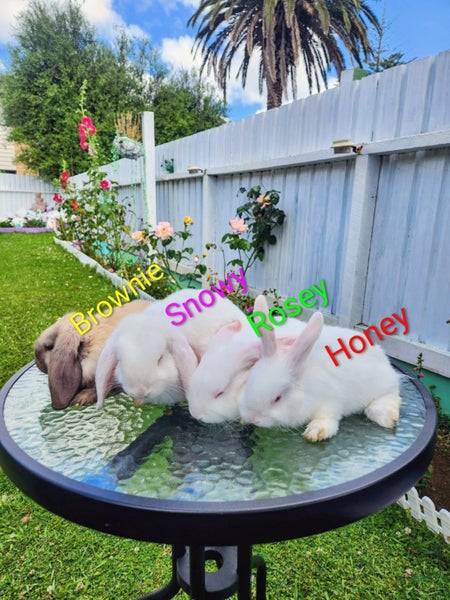 Mini Lop Rabbit kits Carousel 15