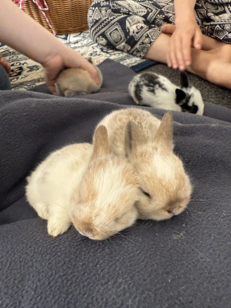 Adorable Mini-Lop X Netherland dwarf Kits Carousel 1