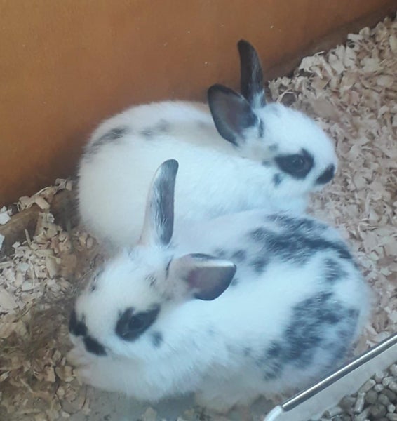 NETHERLAND DWARF BABY BUNNIES Carousel 1