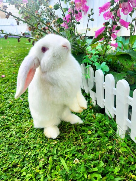 Mini Lop Rabbit kits Carousel 1