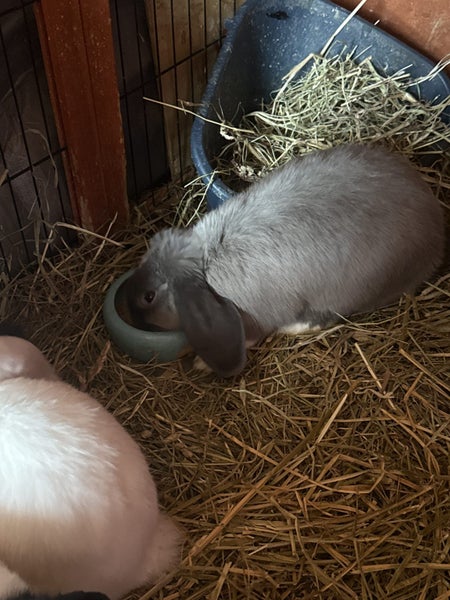 Mini loops Carousel 9