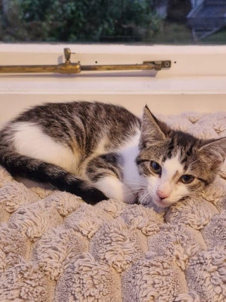 Rescue kitten Epsilon Carousel 1