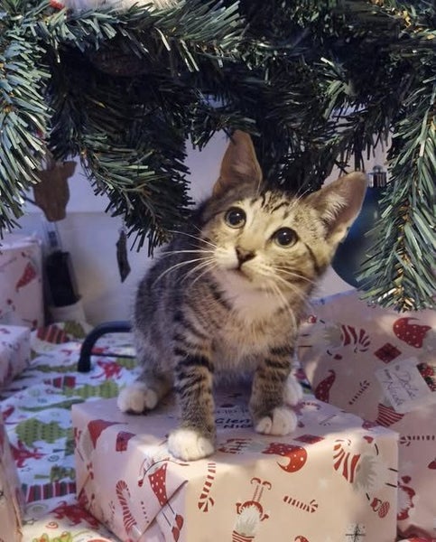 Rescue kitten Eta Carousel 1