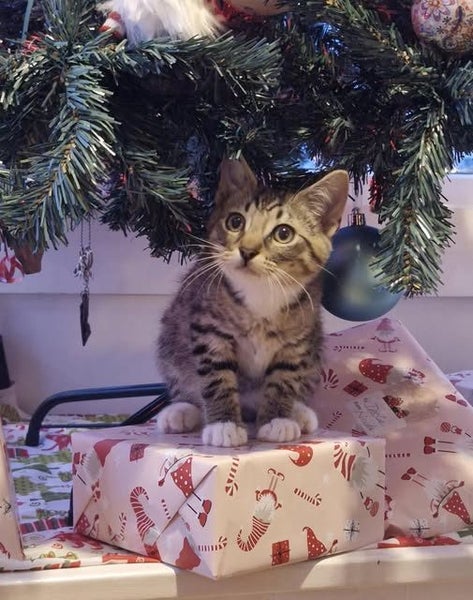 Rescue kitten Zeta Carousel 1