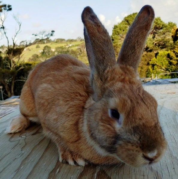 Rabbit - Attractive and Healthy Carousel 1