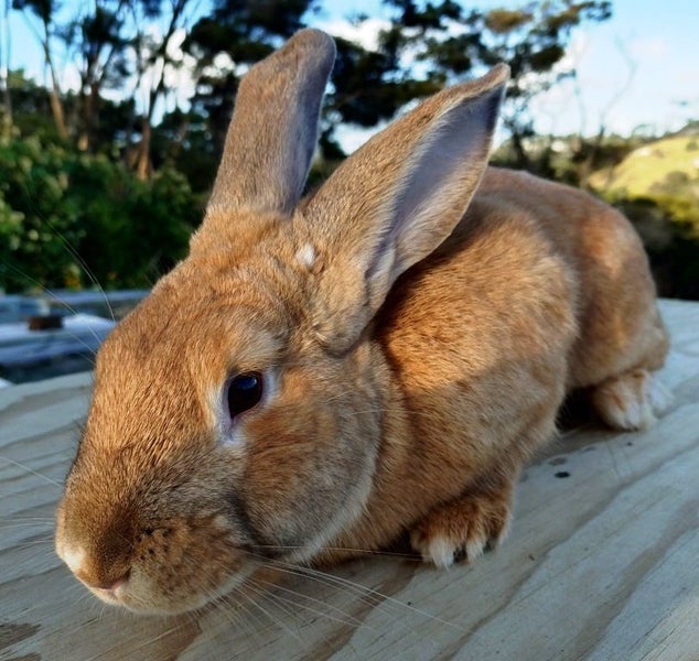 Rabbit - Attractive and Healthy Carousel 2