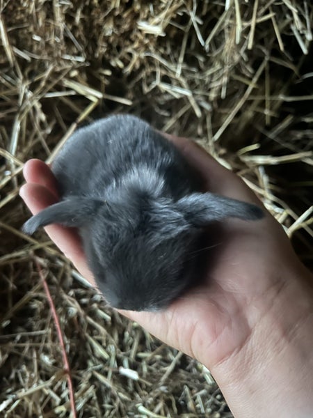 Purebred minilop bunnies Carousel 1