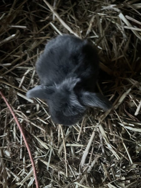 Purebred minilop bunnies Carousel 2