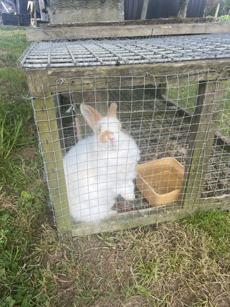 Purebred minilop bunnies Carousel 19