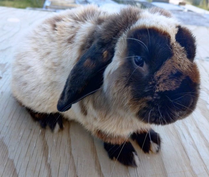 Rabbit - Attractive and Healthy Carousel 1