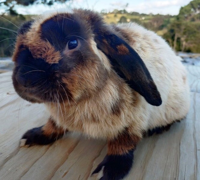 Rabbit - Attractive and Healthy Carousel 2