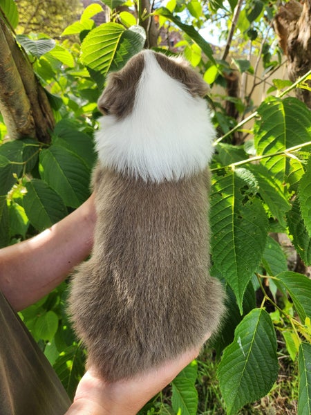 Purebred Border Collie Puppies - Comilo Collies64775275687043111