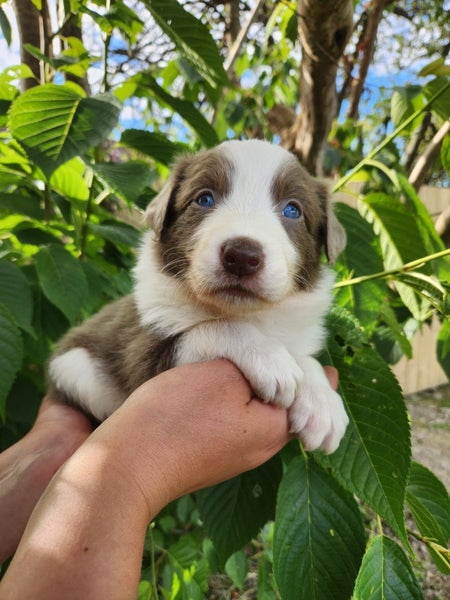 Purebred Border Collie Puppies - Comilo Collies64775275687043110