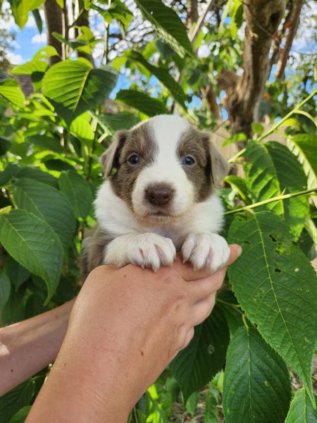 Purebred Border Collie Puppies - Comilo Collies64775275687043112