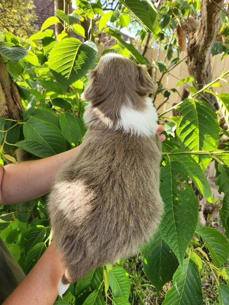 Purebred Border Collie Puppies - Comilo Collies64775275687043113