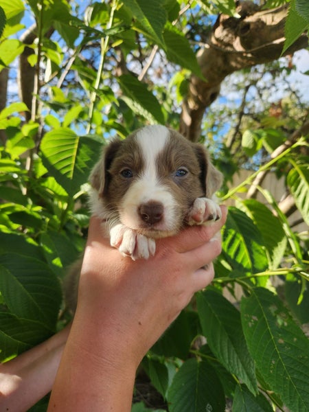 Purebred Border Collie Puppies - Comilo Collies64775275687043114