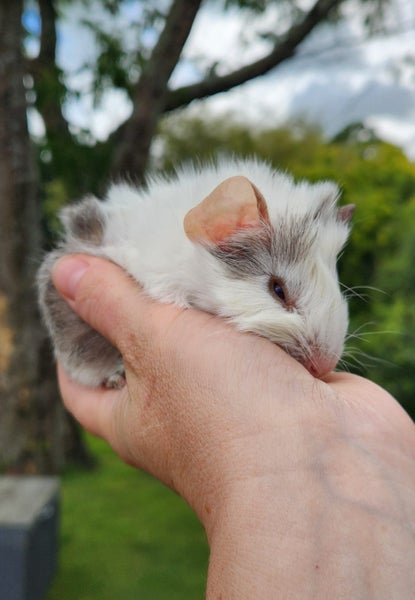 Abyssinian baby Guinea Pigs Carousel 1
