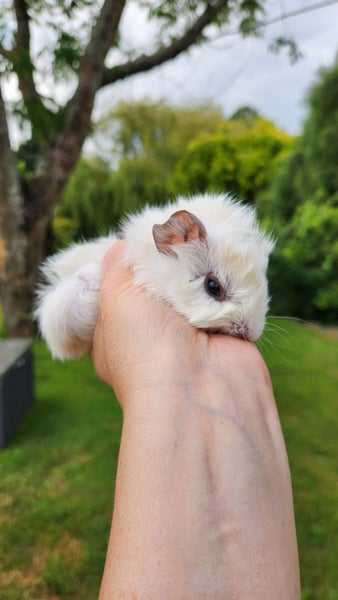 Abyssinian baby Guinea Pigs Carousel 2