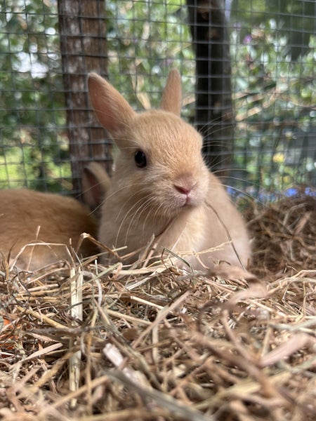 Netherland Dwarf Baby Rabbits Carousel 2