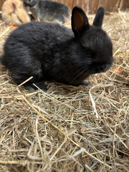 Netherland Dwarf Baby Rabbits Carousel 4