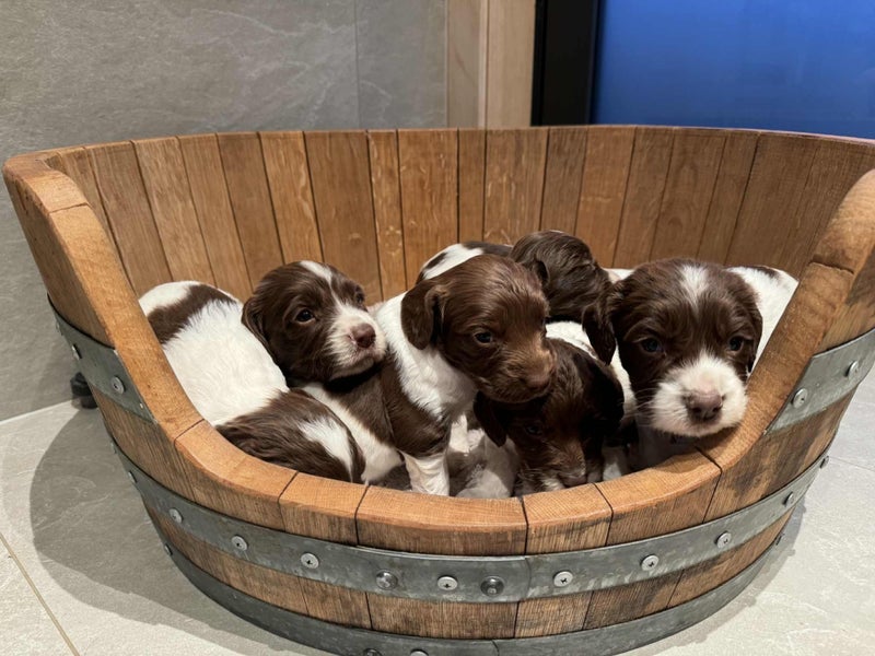 springer spaniel puppies Carousel 1