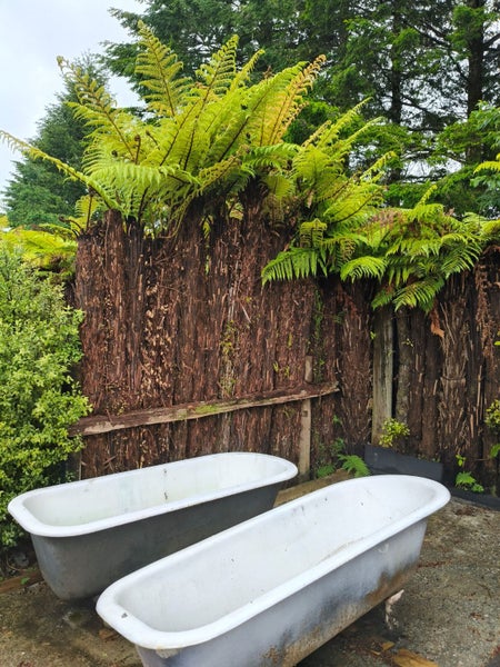 Punga wall or feature Carousel 1