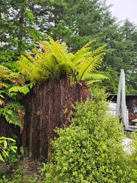 Punga wall or feature Carousel 2