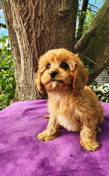 CAVOODLE64780831725187111