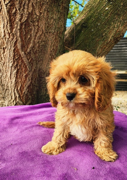 CAVOODLE64780831725187112