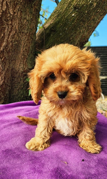 CAVOODLE64780831725187113