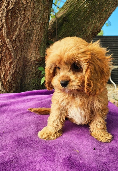 CAVOODLE64780831725187110