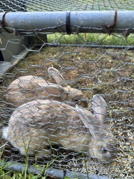 Flemish Giant Rabbits Carousel 2