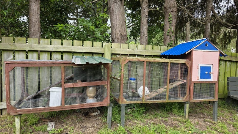 Mini Lop Breeding Pair (3.5 Years Old) + Handmade Cage Carousel 1