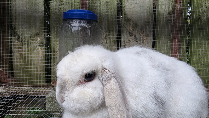 Mini Lop Breeding Pair (3.5 Years Old) + Handmade Cage Carousel 2