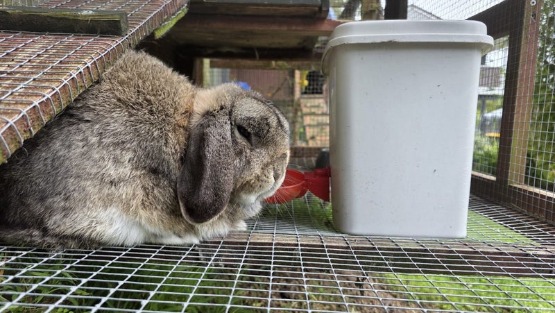 Mini Lop Breeding Pair (3.5 Years Old) + Handmade Cage Carousel 7