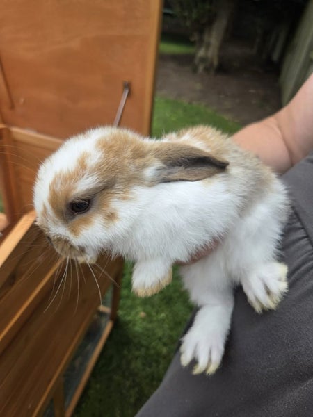 Bunnys ,rabbits Carousel 4