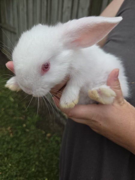 Bunnys ,rabbits Carousel 1