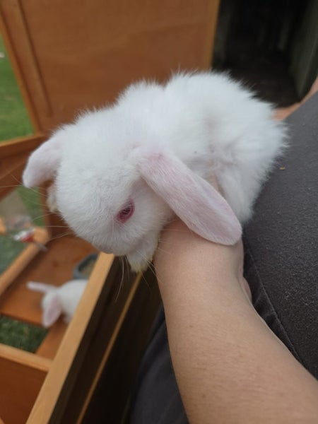 Bunnys ,rabbits Carousel 2