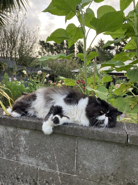 Experienced Home Wanted – 9-Year-Old Persian Cat Carousel 2