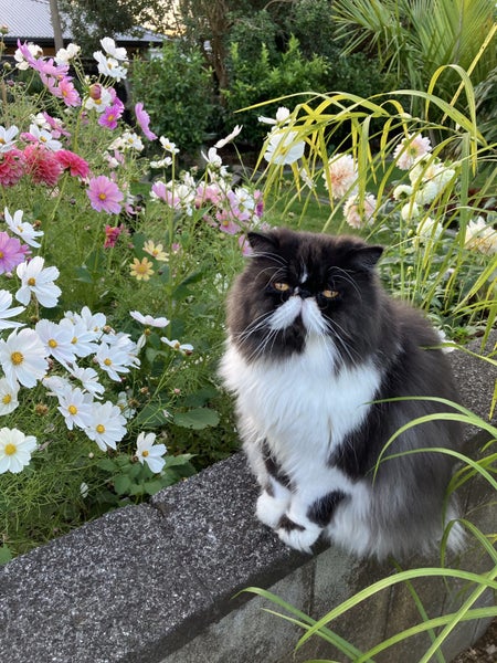 Experienced Home Wanted – 9-Year-Old Persian Cat Carousel 1