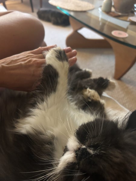 Experienced Home Wanted – 9-Year-Old Persian Cat Carousel 6