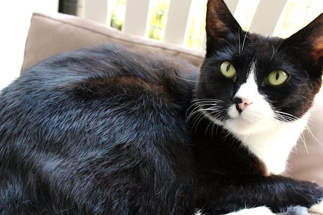 Cats Protection Canterbury - Paulina Carousel 1