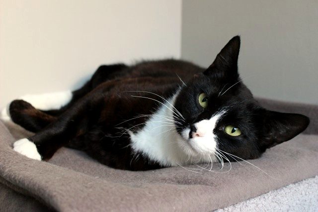 Cats Protection Canterbury - Paulina Carousel 2