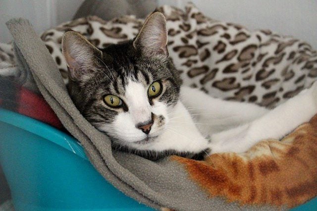 Cats Protection Canterbury - Kingy Carousel 1